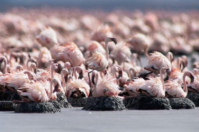 tanzania reizen natronmeer lake natron flamingo broedgebied atuu travel afrika maatwerk rondreis