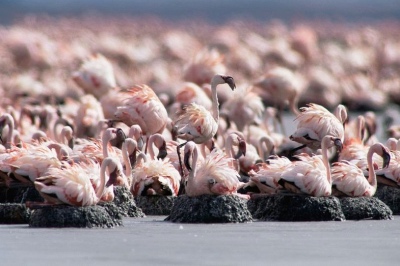tanzania reizen natronmeer lake natron flamingo broedgebied atuu travel afrika maatwerk rondreis