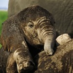 niassa Mozambique stroperij olifant atuu travel afrika rondreis