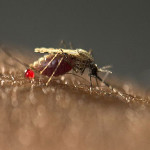 schimmel malaria muggen malariamug atuu travel reisadvies