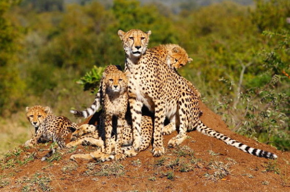 jachtluipaard cheeta Majete wildlife reserve Malawi atuu travel rondreis