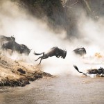 Kenia kenya Maasai Mara Masai atju travel grote trek wildebeest gnoe