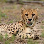 Malawi cheeta Wesley Hartmann atuu travel rondreis Majete Liwonde