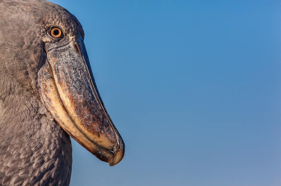 atuu travel Zambia schoenbekooievaar shoebill bangweulu reizen op maat