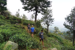 atuu travel Sri Lanka zie wandeling highlands hooglanden theeplantage
