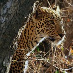 Tanzania safari ruaha Selous serengeti Ngorongoro zanzibar Kilimanjaro atuu travel