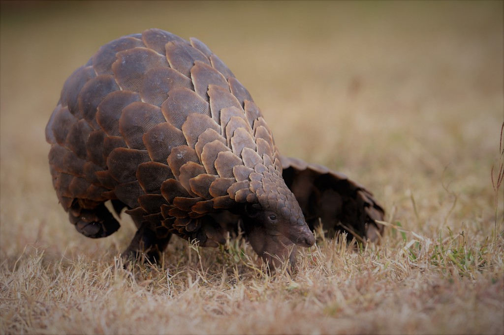 pangolin schubdier atuu travel afrika azie rondreis safari op maat reisbureau