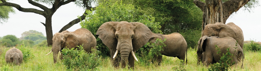 Stroperij op olifanten in Afrika daalt