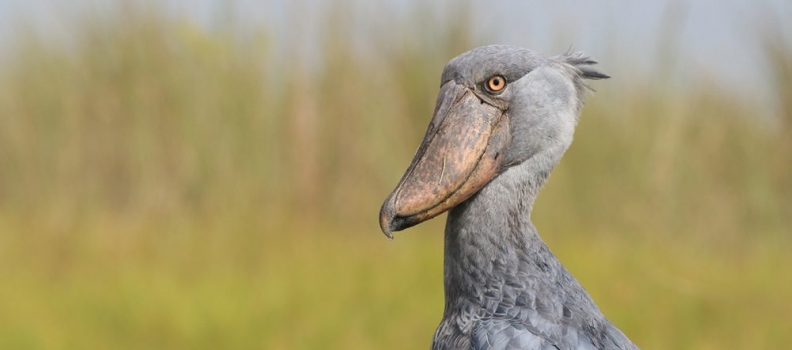 Zambia biedt bescherming aan de schoenbekooievaar