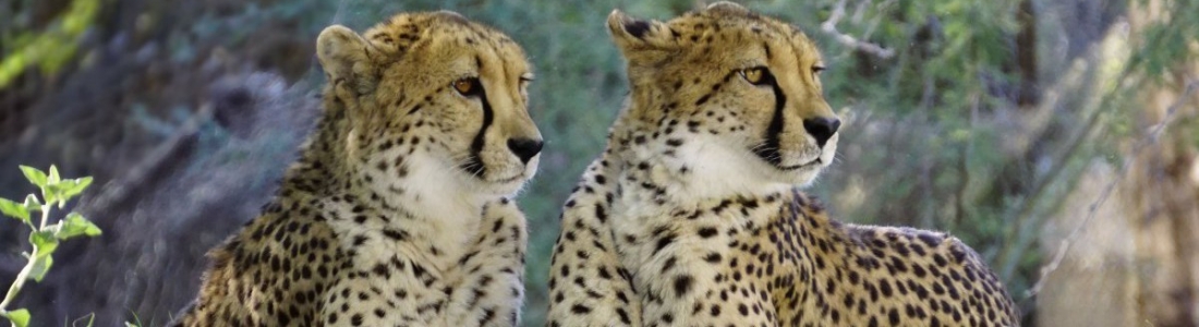 Herintroductie cheeta’s in Majete Wildlife Reserve in Malawi