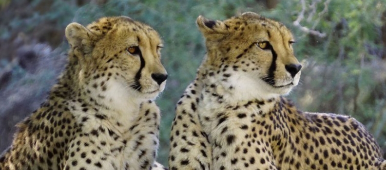Herintroductie cheeta’s in Majete Wildlife Reserve in Malawi