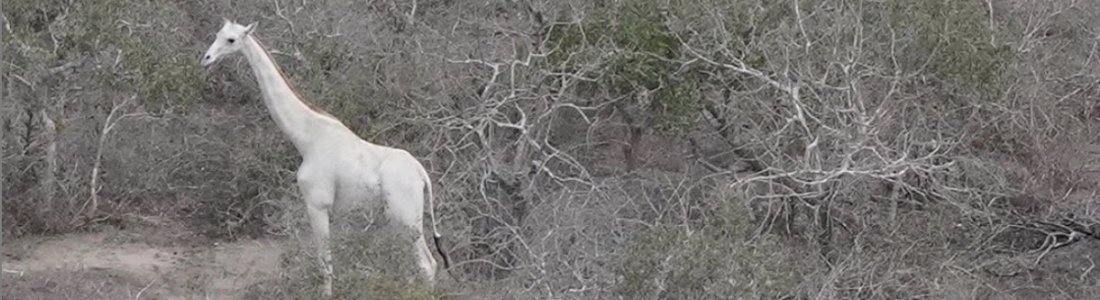 De witte giraffen van Ishaqbini in Kenia
