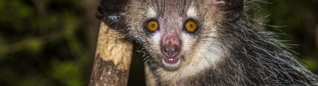 Bijzondere ontdekking: Madagascar’s bizarre aye-aye lemuur heeft zes vingers