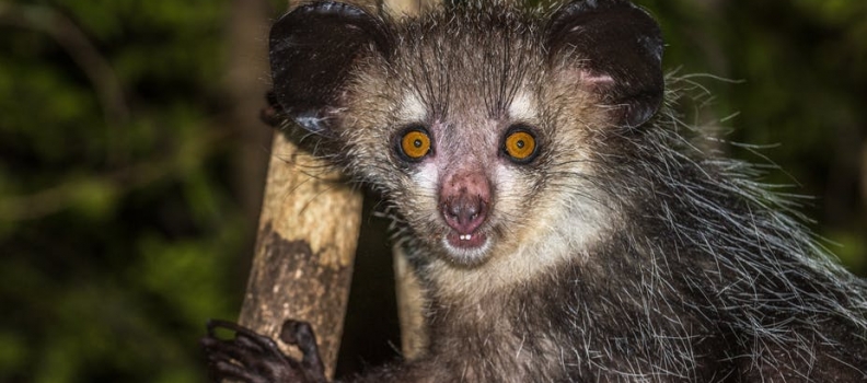 Bijzondere ontdekking: Madagascar’s bizarre aye-aye lemuur heeft zes vingers