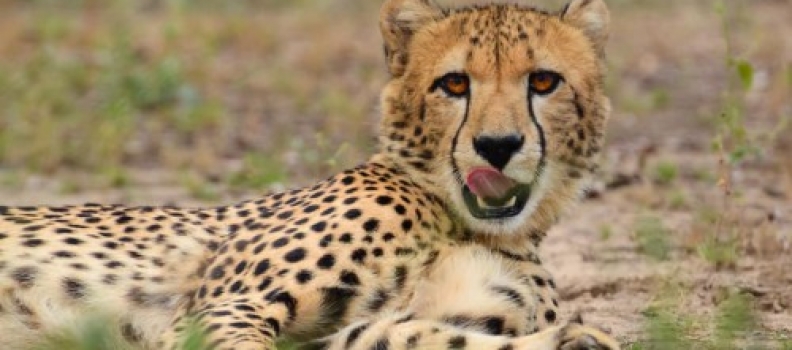 Roofdieren in Malawi weer in opkomst