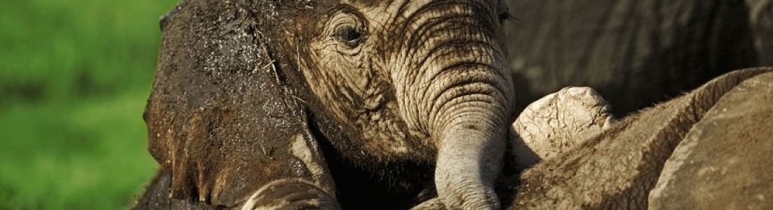 Een jaar lang geen stroperij in Mozambikaans park