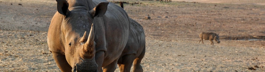 Zestien zwarte neushoorns verhuisd naar eSwatini Zestien zwarte neushoorns verhuisd naar eSwatini