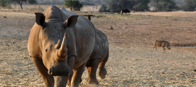 Zestien zwarte neushoorns verhuisd naar eSwatini