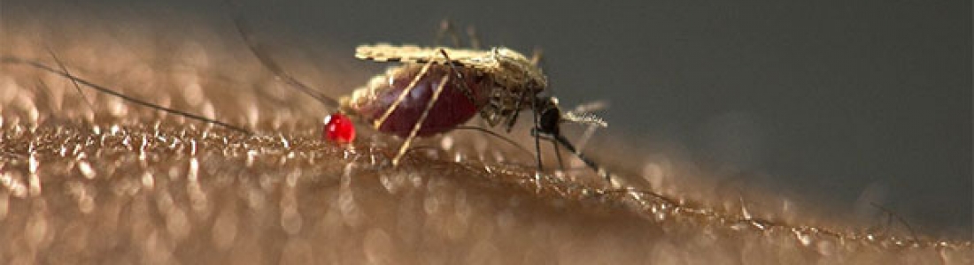 Schimmel kan 99 procent van malariamuggen doden