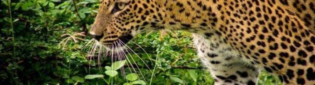 Sri Lanka: de beste safaribestemming buiten Afrika