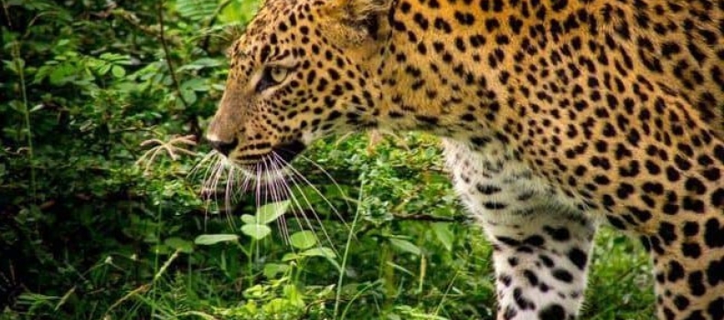 Sri Lanka: de beste safaribestemming buiten Afrika