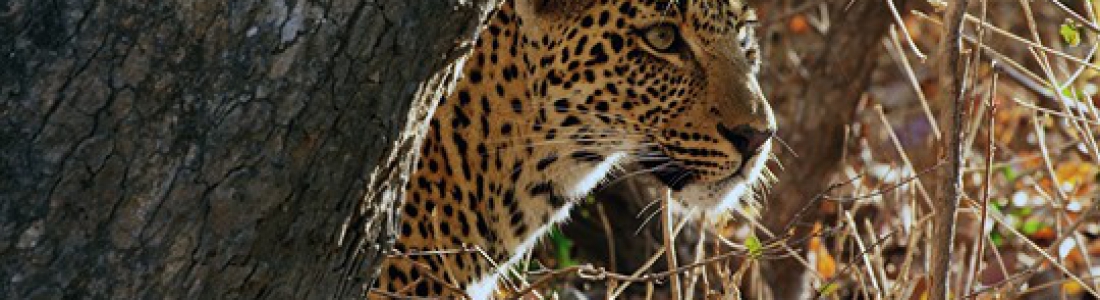 De ideale twee-weekse reis naar Tanzania De ideale twee-weekse reis naar Tanzania