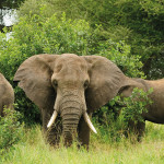 olifant atuu travel rondreis Afrika Botswana Namibia Zuid-Afrika Uganda Malawi Zambia Mozambique Zimbabwe