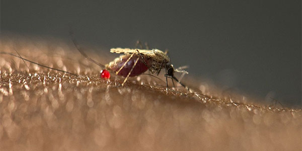 Schimmel kan 99 procent van malariamuggen doden