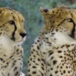 Malawi cheeta cheetah jachtluipaard Majete Liwonde atuu travel