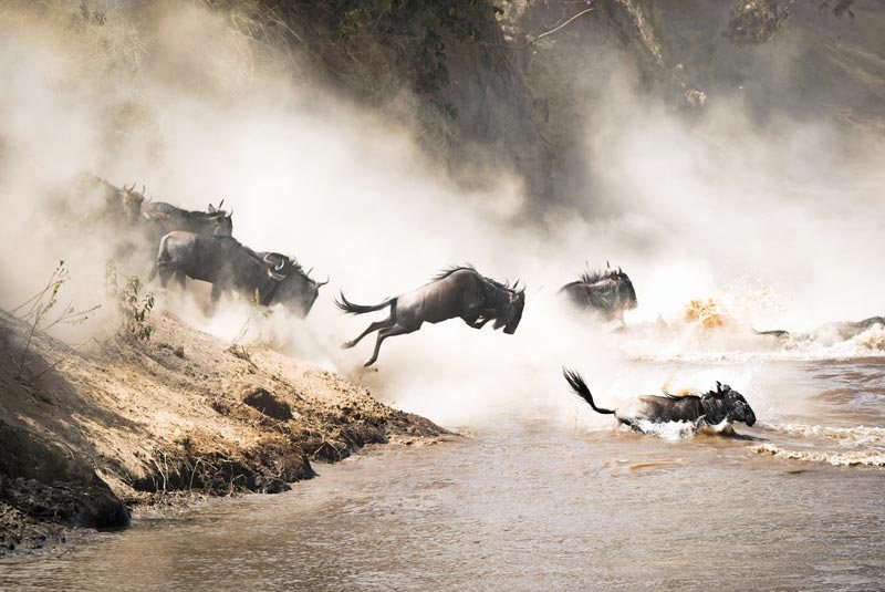 Vijf redenen waarom de Maasai Mara op jouw bucket list hoort