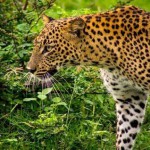 Sri Lanka yala national park luipaard atuu travel vakantie rondreis op maat
