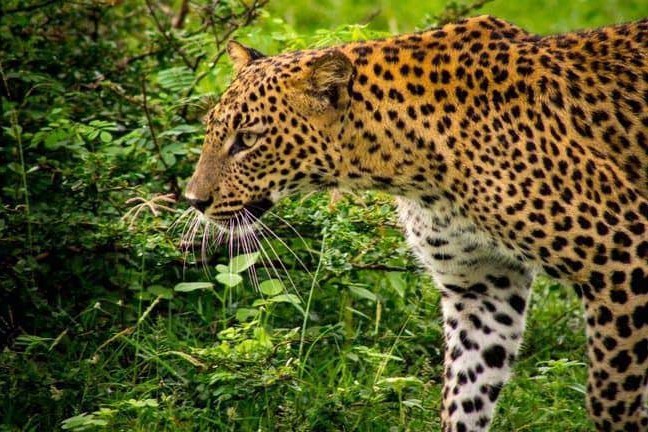 Sri Lanka: de beste safaribestemming buiten Afrika